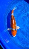 Koi