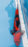 Koi