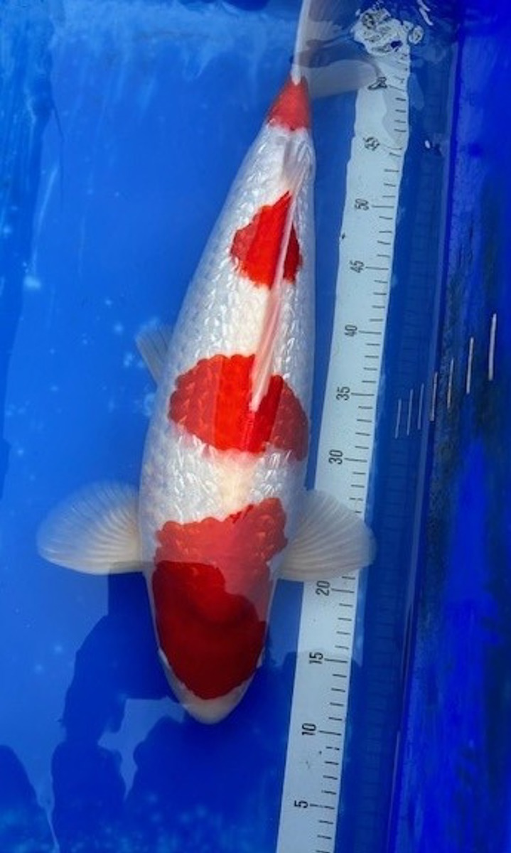 Koi picture