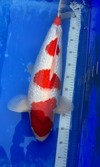 Koi