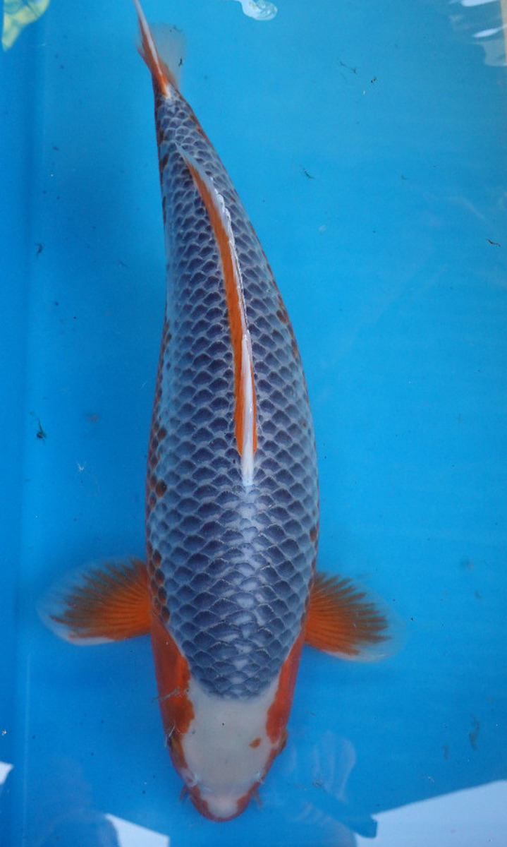 Koi picture