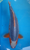 Koi