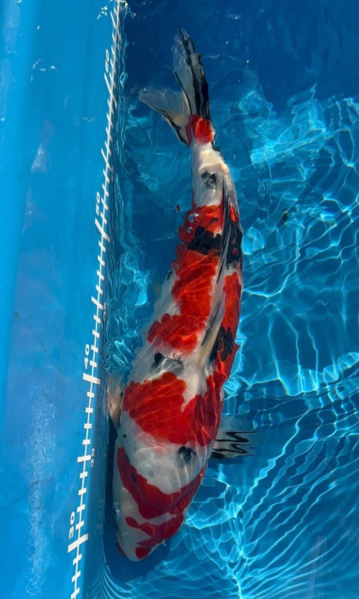 Koi picture