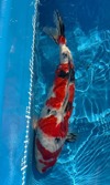 Koi