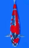 Koi
