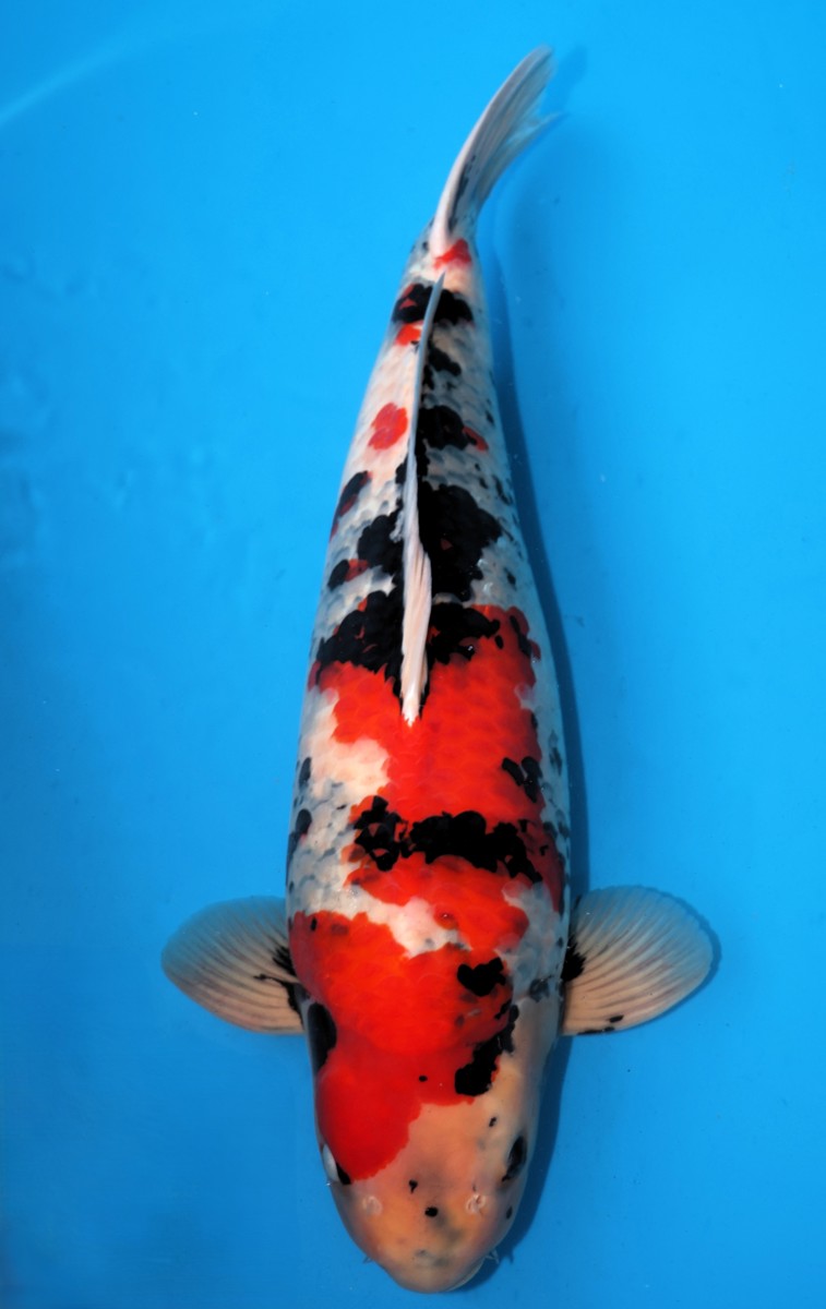 Koi picture