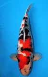 Koi