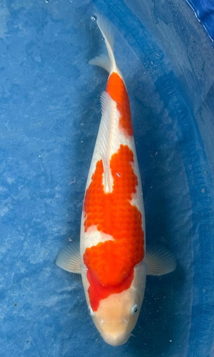 Koi picture