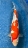 Koi
