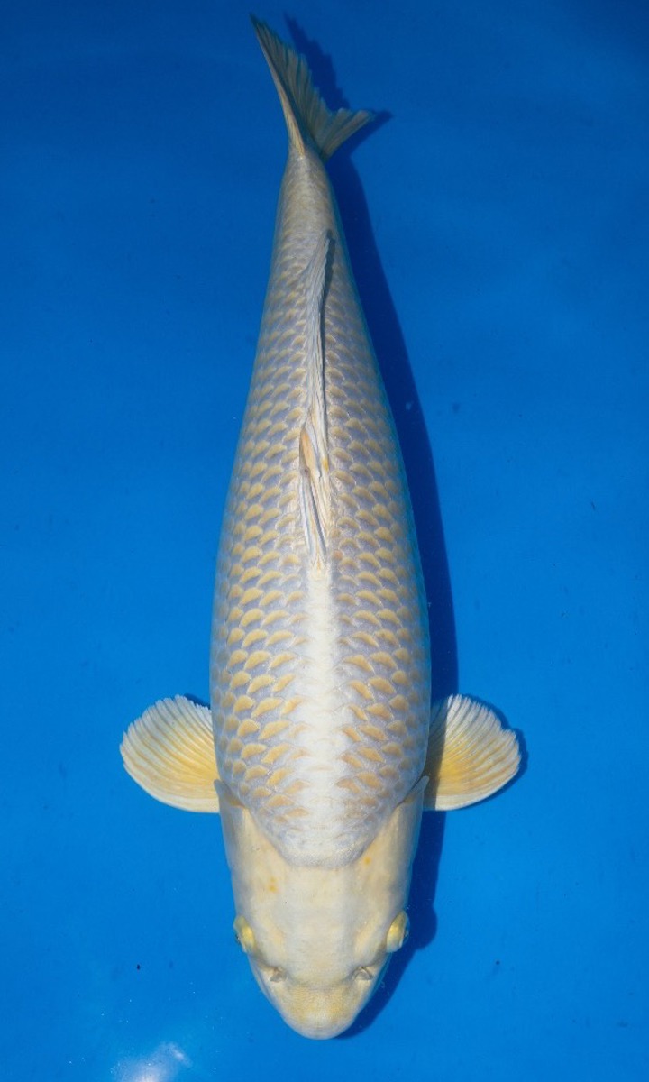 Koi picture
