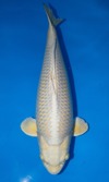 Koi