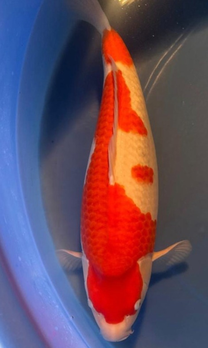 Koi picture