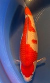 Koi