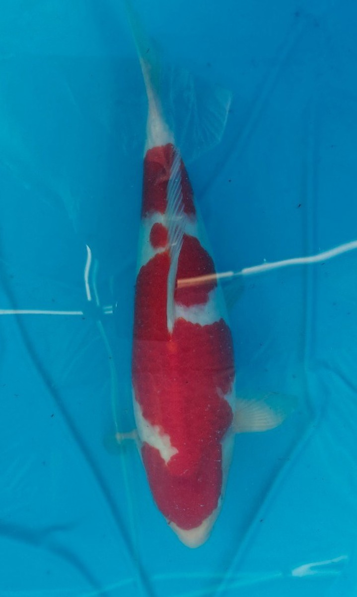 Koi picture