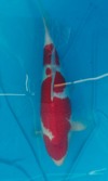 Koi