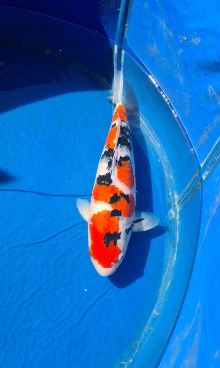 Koi picture