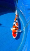 Koi