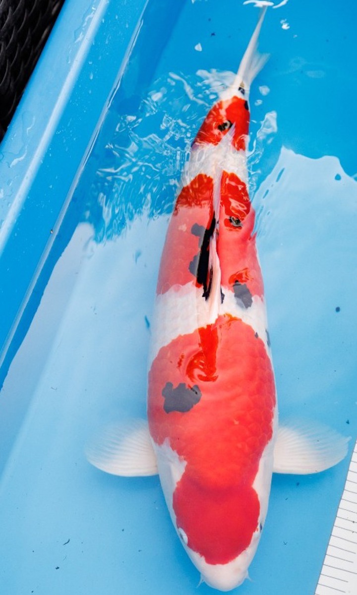 Koi picture