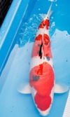 Koi