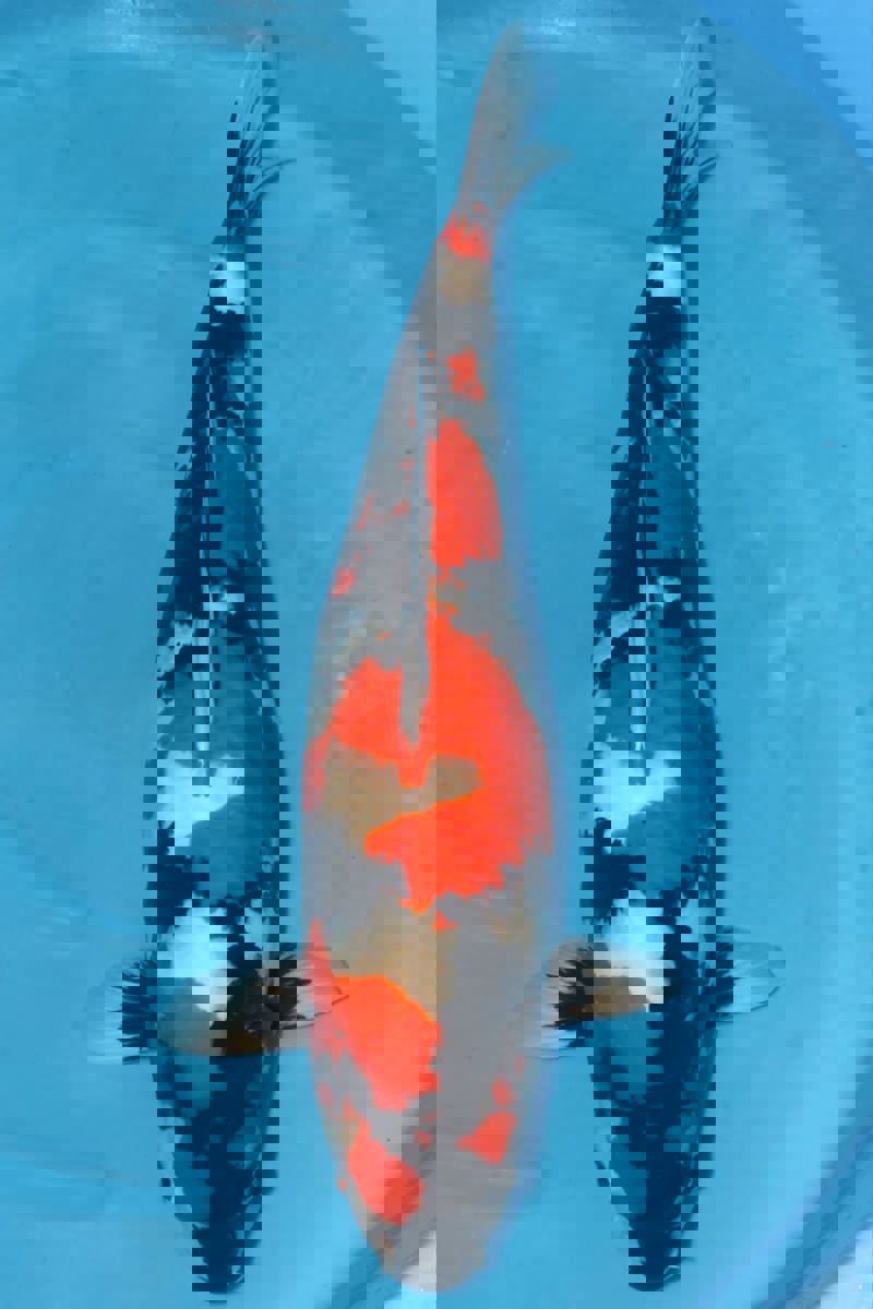 Koi picture
