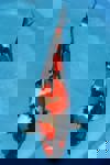 Koi