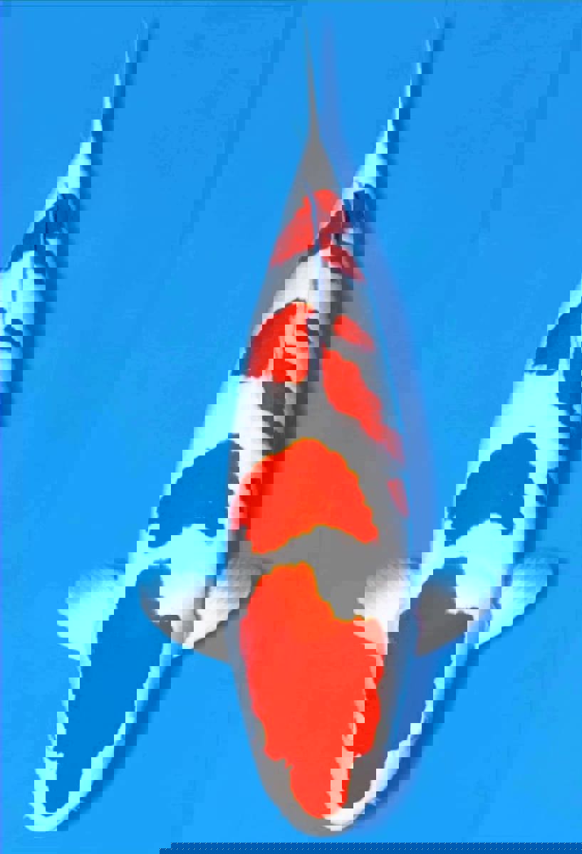 Koi picture