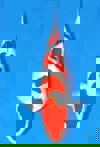Koi