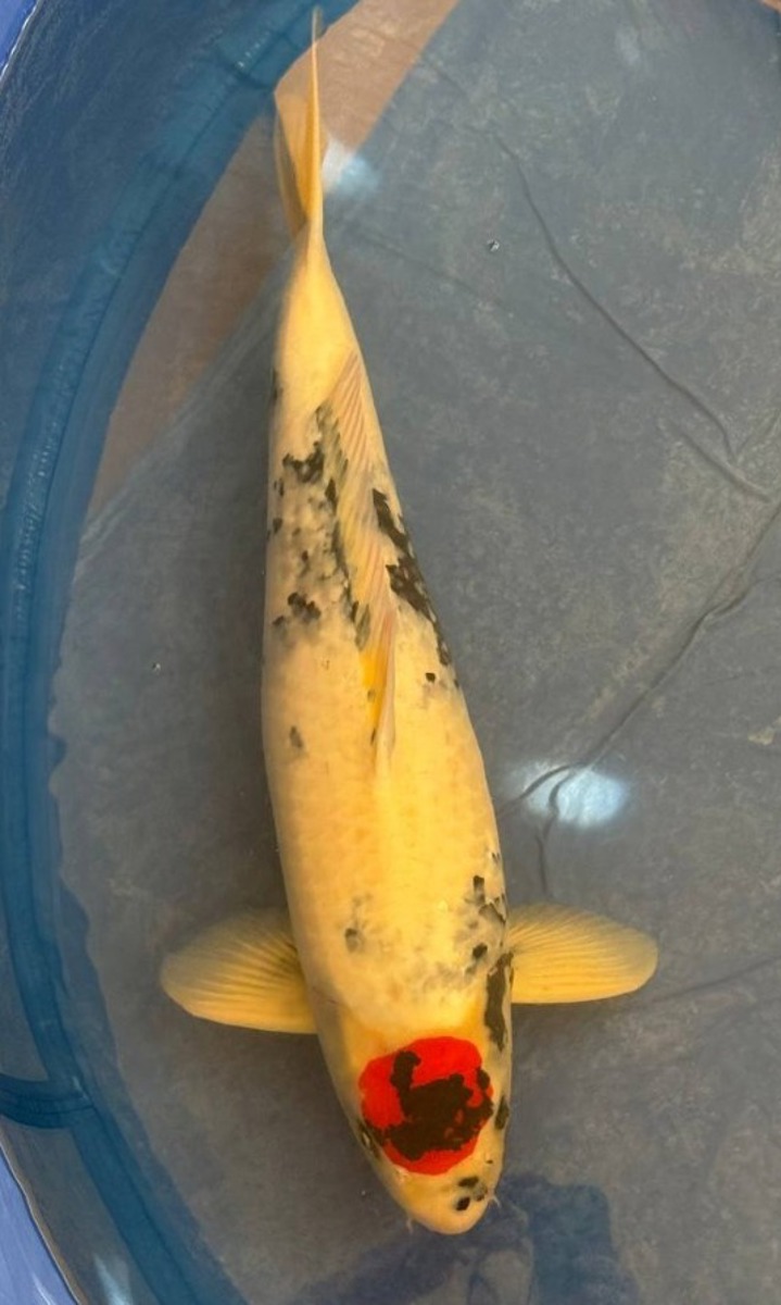 Koi picture