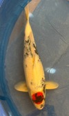 Koi