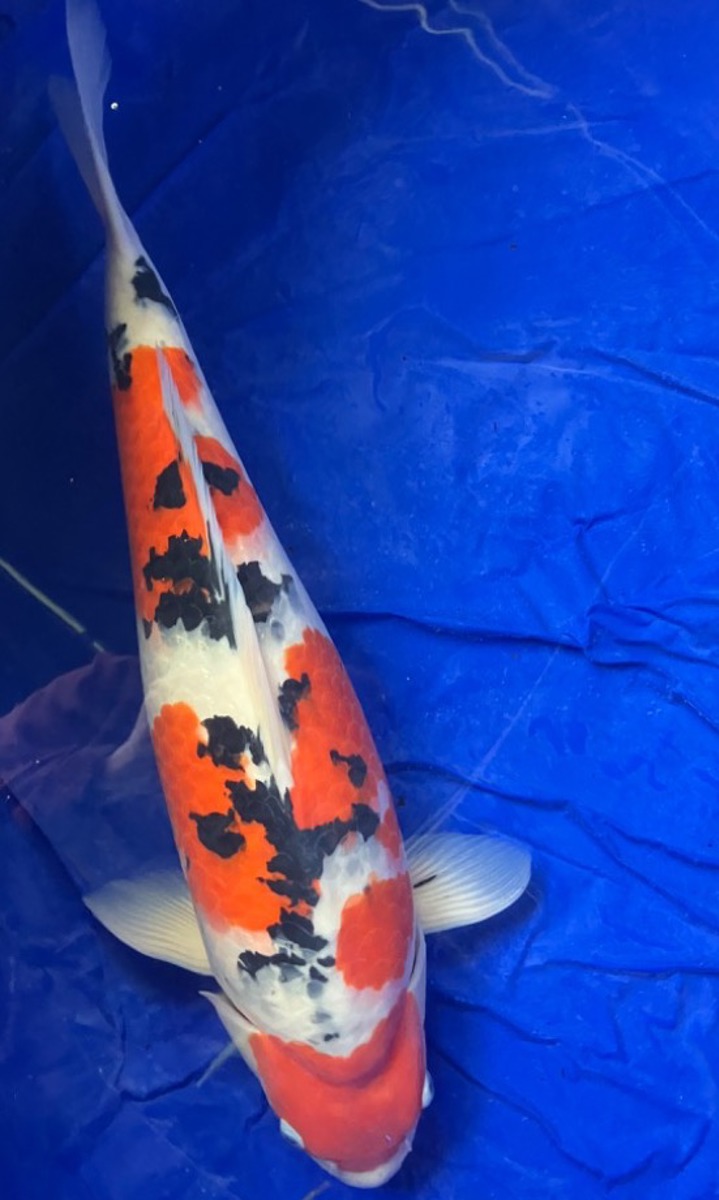 Koi picture