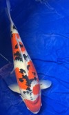 Koi