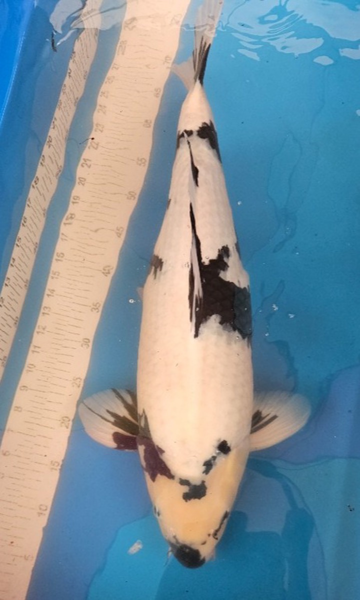 Koi picture