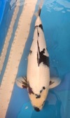 Koi