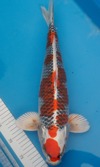 Koi