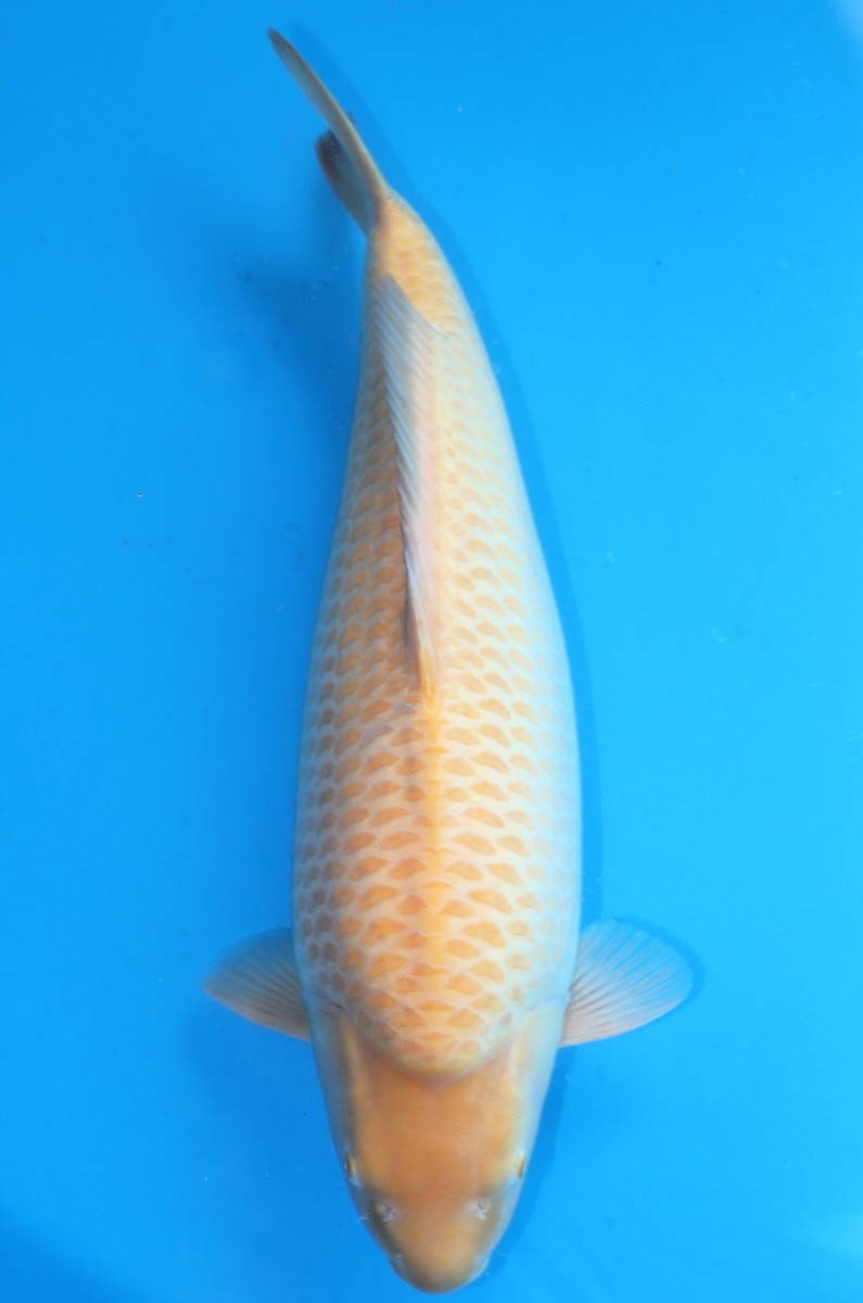Koi picture
