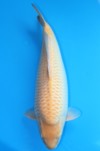 Koi