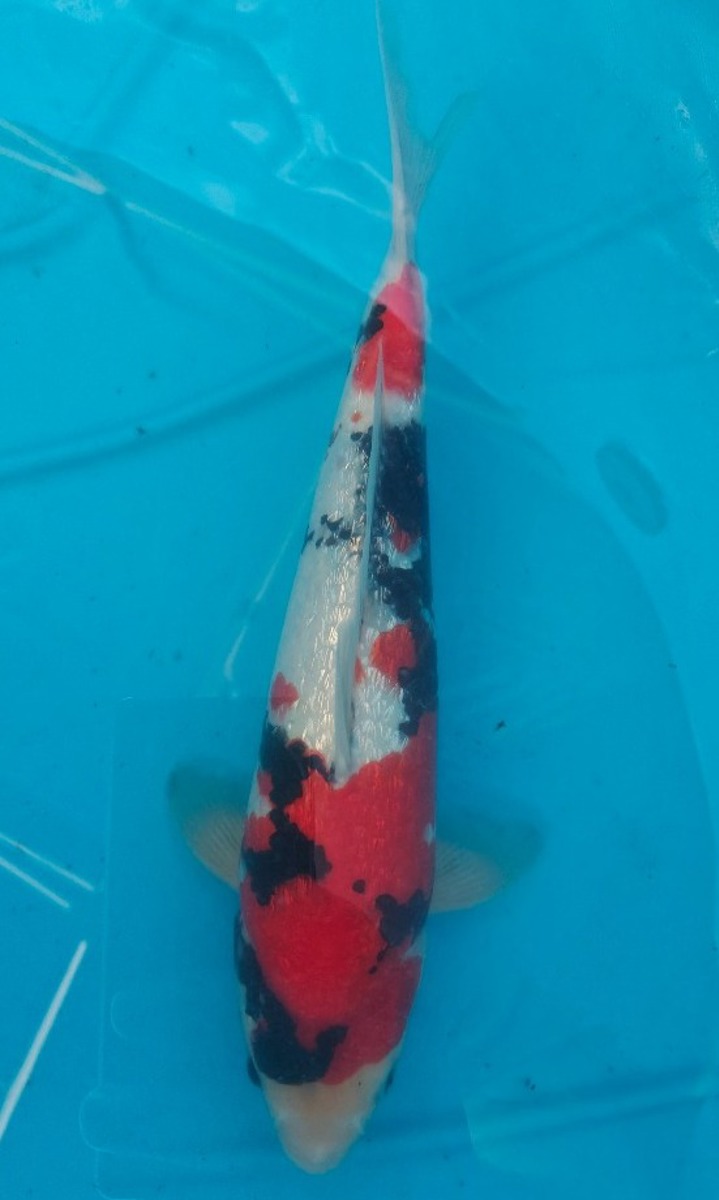 Koi picture