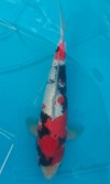 Koi