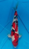 Koi