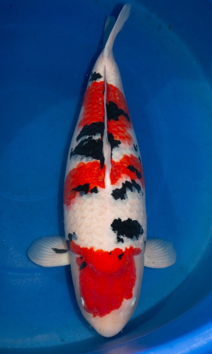 Koi picture