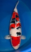 Koi