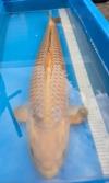 Koi
