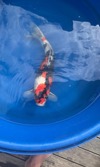 Koi