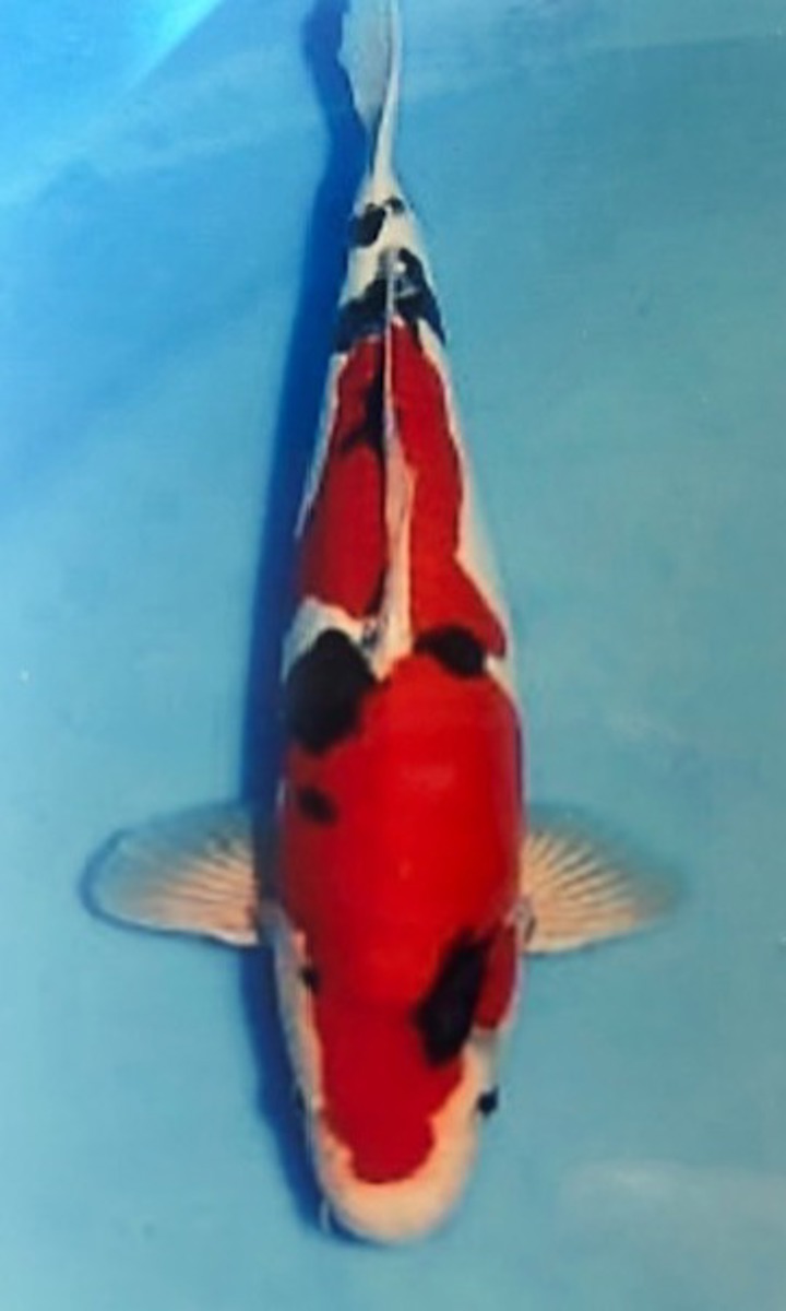 Koi picture