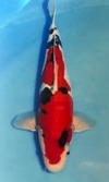 Koi