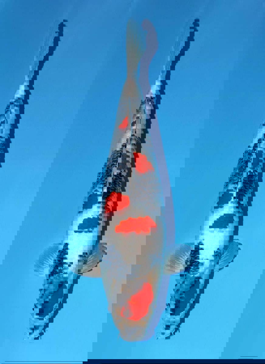 Koi picture