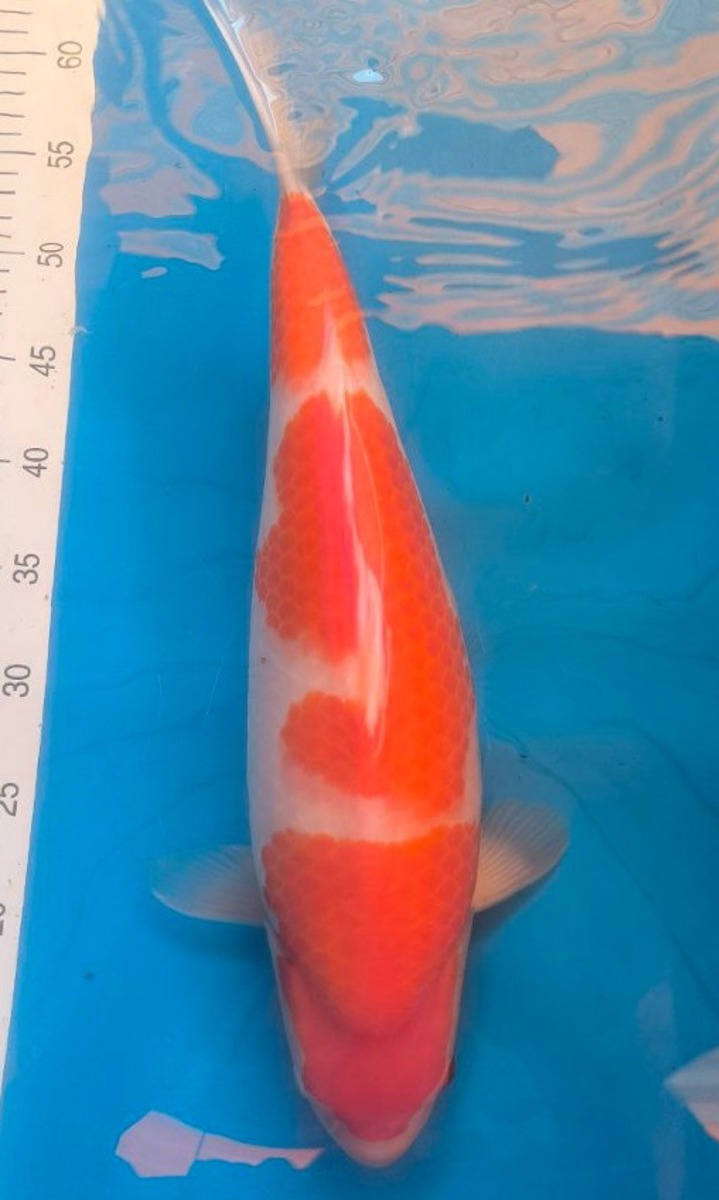 Koi picture