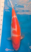Koi