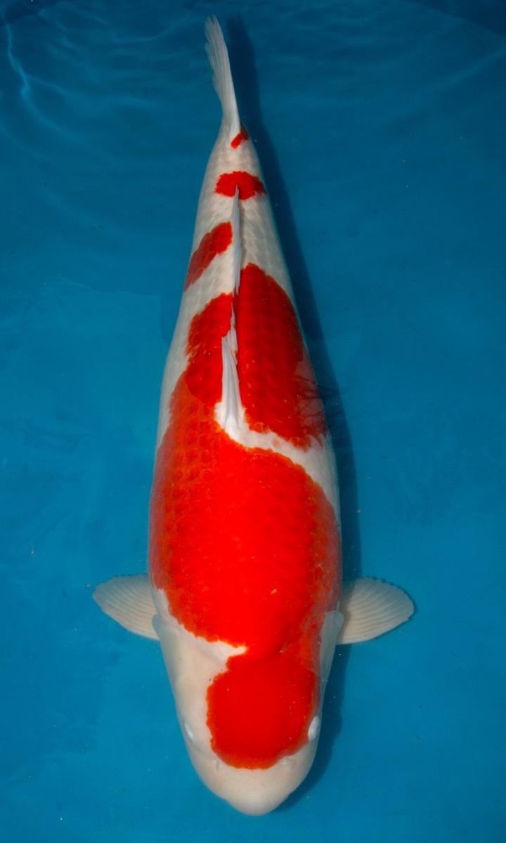 Koi picture