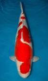 Koi